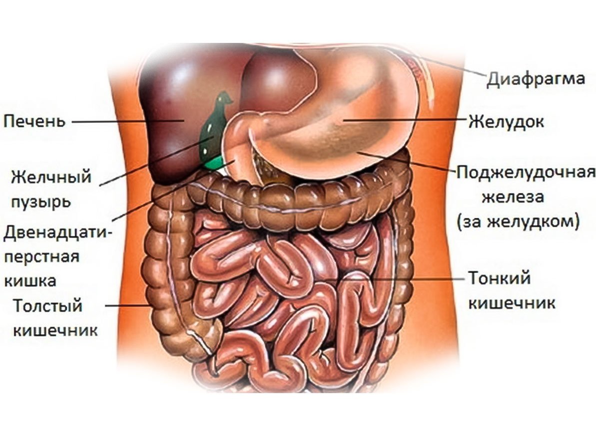 Схема брюшной полости человека