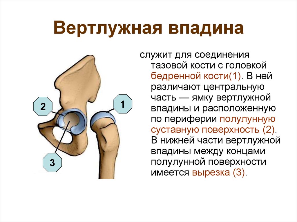 Перелом вертлужной впадины презентация