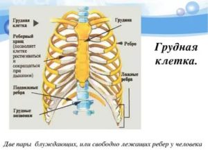 Грудная клетка 8 класс биология. Анатомия человека ребра и Грудина. Грудная клетка, рёбра, Грудина. Строение грудины и ребер человека. Анатомия грудины и ребер.