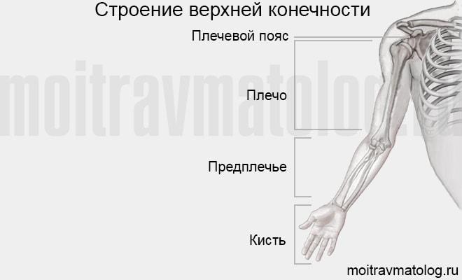 Мкб 10 перелом предплечья кости. Предплечье где находится у человека. Плечо и предплечье у человека. Запястье пястье предплечье плечо. Перелом предплечья карта вызова.