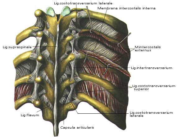Соединение между ребрами. Суставы и связки грудины ребер и позвонка. Грудино реберные связки.