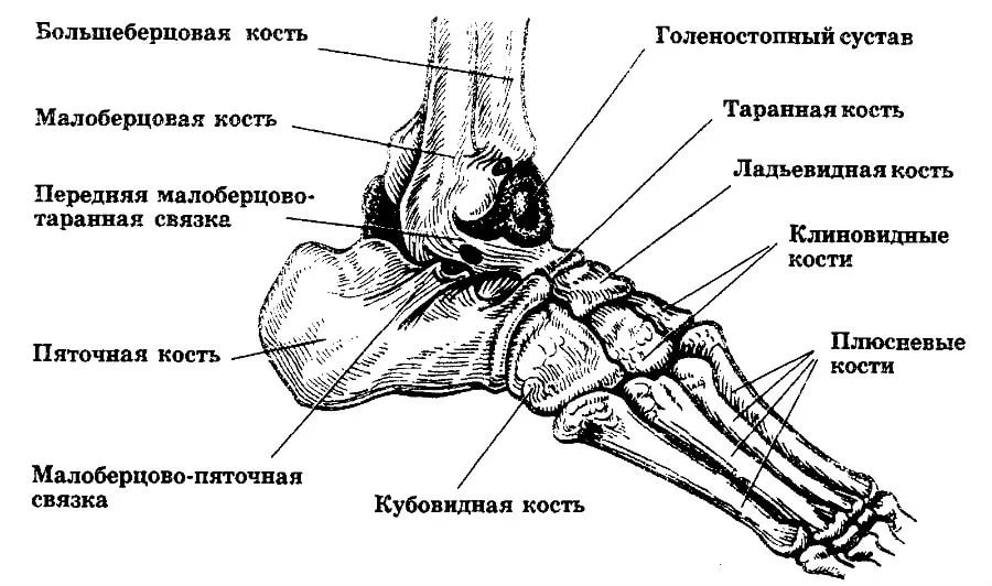 Болезни стопы человека схема обозначение связок и костей